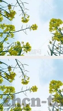 人妻教师是人妖-探寻人妻教师身份的多元面向